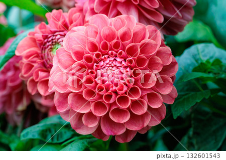 ガーデンで美しく咲く鮮やかなダークピンク色のダリアの花 132601543