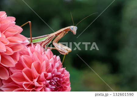 ダリアの花の上で獲物をねらうカマキリ 132601590