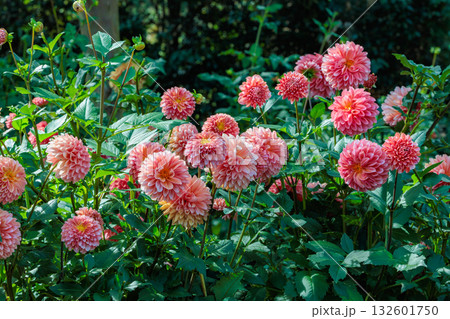 美しいグラデーションのオレンジダリアの花の光景 美しいグラデーションのオレンジダリアの花の光景 132601750