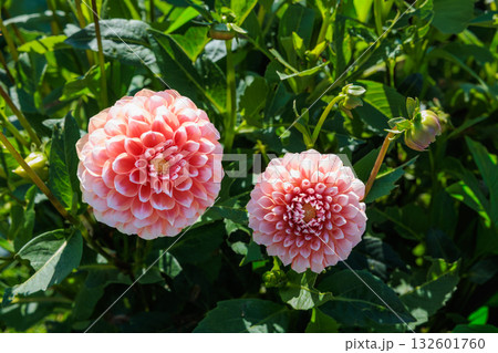 美しいグラデーションのオレンジダリアの花の光景 132601760