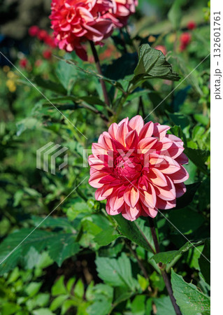 美しいグラデーションのオレンジダリアの花の光景 美しいグラデーションのオレンジダリアの花の光景 132601761