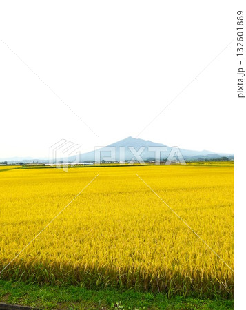 岩木山と黄金色に実った稲穂 132601889