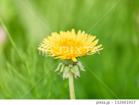 緑色背景一輪のたんぽぽの花 132601917