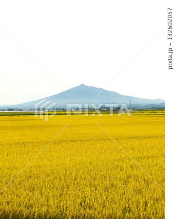 黄金色に輝く稲穂と岩木山 132602057