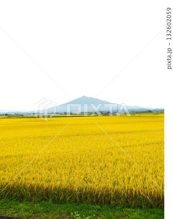 岩木山と黄金色に実った稲穂 岩木山と黄金色に実った稲穂 132602059