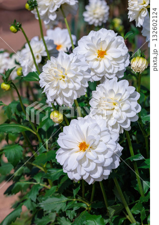 秋のガーデンで美しく咲く繊細な白いダリアの花 秋のガーデンで美しく咲く繊細な白いダリアの花 132602124