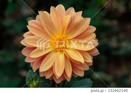 夏のガーデンで美しく咲く黄色のダリアの花 132602140