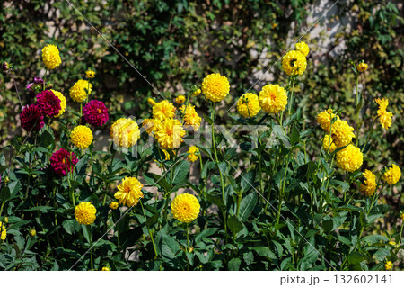 夏のガーデンで美しく咲く黄色のダリアの花 夏のガーデンで美しく咲く黄色のダリアの花 132602141