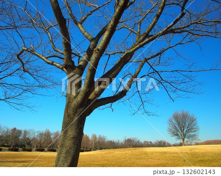 早春のみさと公園の桜の枯れ木と草原風景 早春のみさと公園の桜の枯れ木と草原風景 132602143