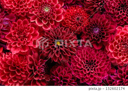 ガーデンで水に浮かべた赤い色の美しいダリアの花 132602174