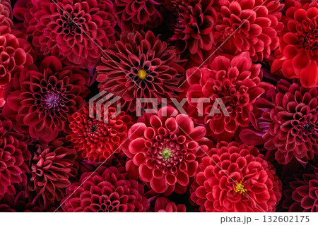 ガーデンで水に浮かべた赤い色の美しいダリアの花 132602175