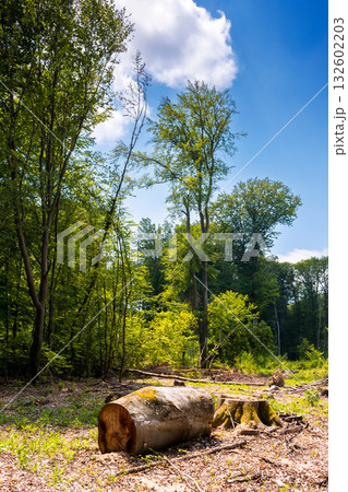 beech trees cut down in the deciduous forest. logs, trunks and stump on the ground. deforestation clearing background. carpathian nature scenery of ukraine in summer. devastating harvesting problem 132602203