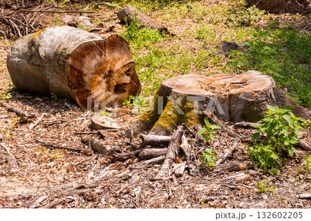 beech trees cut down in the deciduous forest. logs, trunks and stump on the ground. deforestation clearing background. carpathian nature scenery of ukraine in summer. devastating harvesting problem 132602205