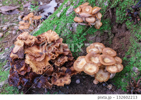 秋の広葉樹林に自生するナラタケモドキ 132602213
