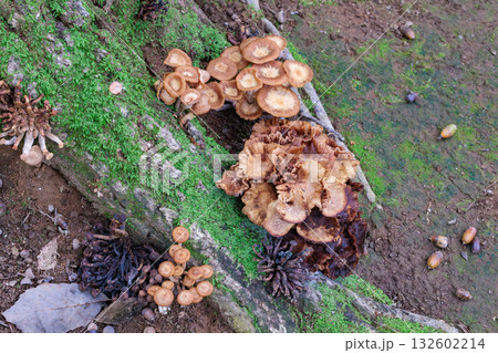 秋の広葉樹林に自生するナラタケモドキ 132602214
