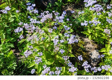 夏のガーデンで咲くユーパトリウム セレスチナムの花 132602286