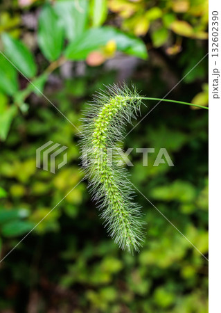 秋の公園のエノコログサのクローズアップ 132602390