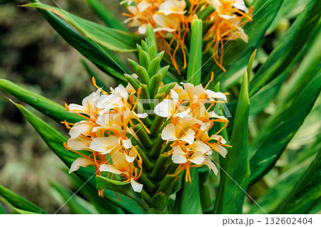 ガーデンで美しく咲くダニエル・ウィークス ハーディ・ジンジャー・リリーの花のクローズアップ 132602404