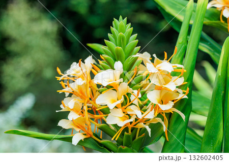 ガーデンで美しく咲くダニエル・ウィークス ハーディ・ジンジャー・リリーの花のクローズアップ 132602405
