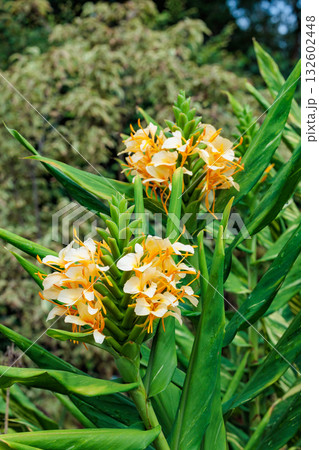 ガーデンで美しく咲くダニエル・ウィークス ハーディ・ジンジャー・リリーの花 132602448