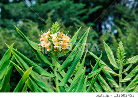 ガーデンで美しく咲くダニエル・ウィークス ハーディ・ジンジャー・リリーの花 132602453