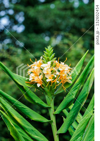 ガーデンで美しく咲くダニエル・ウィークス ハーディ・ジンジャー・リリーの花 132602454