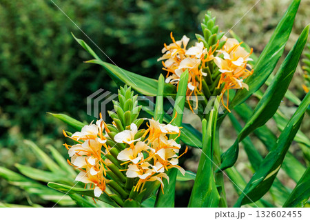 ガーデンで美しく咲くダニエル・ウィークス ハーディ・ジンジャー・リリーの花 132602455
