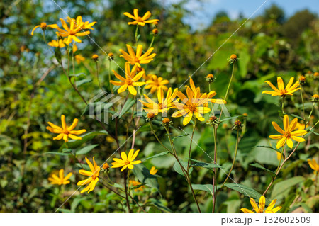 秋の空に鮮やかに咲くヘリアンサスの花 132602509