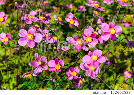 ガーデンで咲く美しいシュウメイギク ダイアナの花 132602588