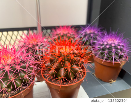 Captivating assortment of small potted cacti showcasing vibrant red, pink, and purple colored spines, offering unique decorative plants for modern home interior 132602594