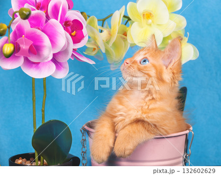 Cute ginger kitten sits in a small garden bucket next to a phalaenopsis flower. Garden concept Cute ginger kitten sits in a small garden bucket next to a phalaenopsis flower. Garden concept 132602629