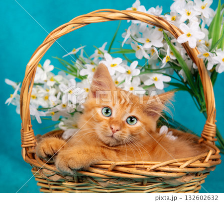 Cute red little kitten sitting in a basket with flowers on a blue background 132602632