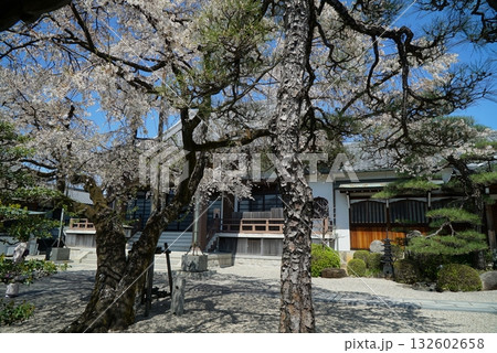 碧い空と桜の香積院 132602658