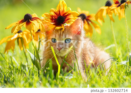 Cute little ginger kitten on a lawn with Rudbeckia hirta flowers in a summer garden 132602714