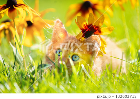 Cute little ginger kitten on a lawn with Rudbeckia hirta flowers in a summer garden Cute little ginger kitten on a lawn with Rudbeckia hirta flowers in a summer garden 132602715