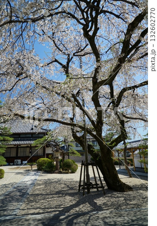 碧い空と桜の香積院 132602770