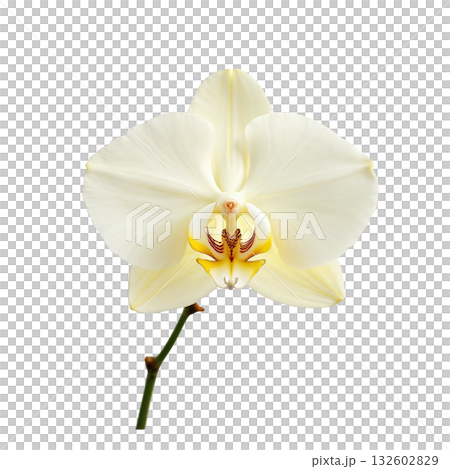 Elegant cream orchid flower with delicate petals and intricate yellow and red center on green stem 132602829