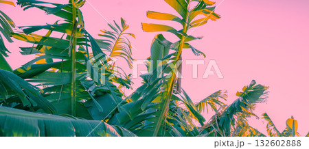 Banana plantation on a sunny day. Nature tropical landscape 132602888