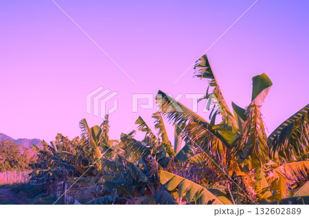 Banana plantation against the purple sunset sky. Natural tropical landscape Banana plantation against the purple sunset sky. Natural tropical landscape 132602889