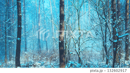 Snowy pine forest in winter. Winter nature background. Horizontal banner 132602917