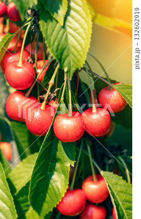 Branch of sweet cherry (Prunus avium) with ripe berries Branch of sweet cherry (Prunus avium) with ripe berries 132602919