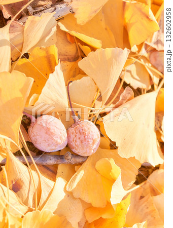 道端のイチョウ銀杏の実と落ち葉アップ 132602958