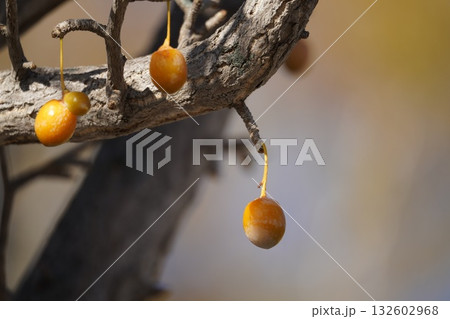 落葉色の秋と銀杏 132602968