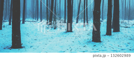Snowy pine forest in winter. Winter nature background. Horizontal banner Snowy pine forest in winter. Winter nature background. Horizontal banner 132602989
