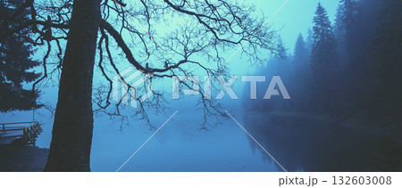 Fir trees around the lake on a misty morning in autumn. Bare tree by the lake. Horizontal banner Fir trees around the lake on a misty morning in autumn. Bare tree by the lake. Horizontal banner 132603008