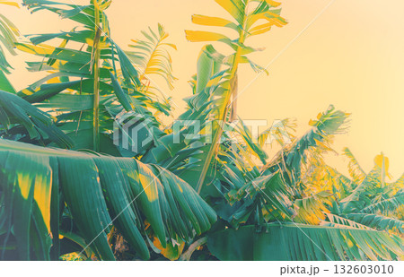 Banana plantation on a sunny day. Nature tropical landscape Banana plantation on a sunny day. Nature tropical landscape 132603010