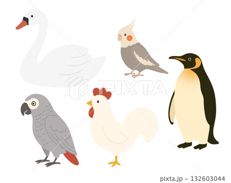 色んな鳥のイラスト素材、ペンギン、白鳥、オカメインコ、ヨウム、ニワトリ 132603044