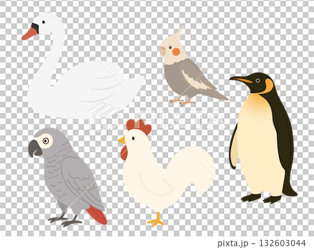 色んな鳥のイラスト素材、ペンギン、白鳥、オカメインコ、ヨウム、ニワトリ 132603044