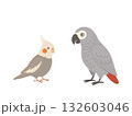 オカメインコとヨウムが向き合っているイラスト 132603046