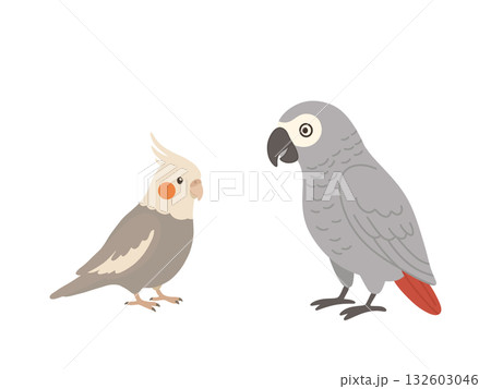 オカメインコとヨウムが向き合っているイラスト 132603046